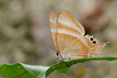 Abisara savitri savitri