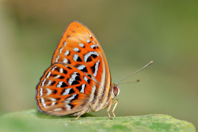 Taxila haquinus haquinus (Harlequin)