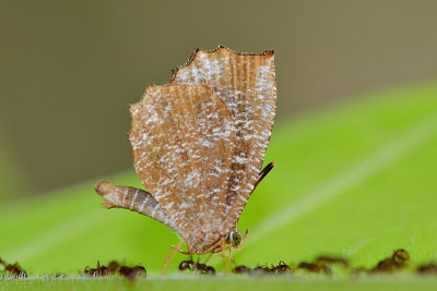 Logania malayica malayica (The Malayan Mottle)