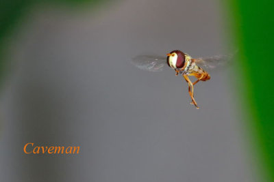 Hoverfly