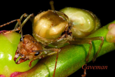 Weaver ant (queen)