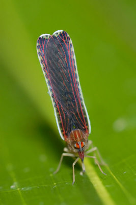 Derbidae