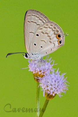 Euchrysops cnejus cnejus (Gram Blue)