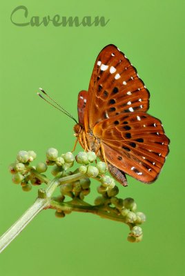 Zemeros flegyas albipunctatus (The Punchinello)