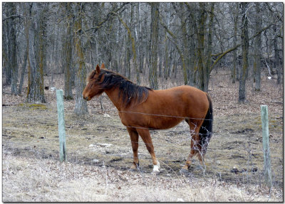 Neighbour's Horse