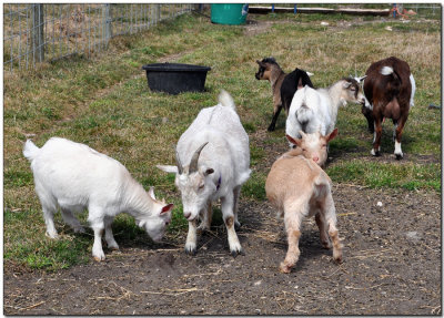 A Few Goats