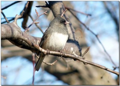 Dark-eyed Junco