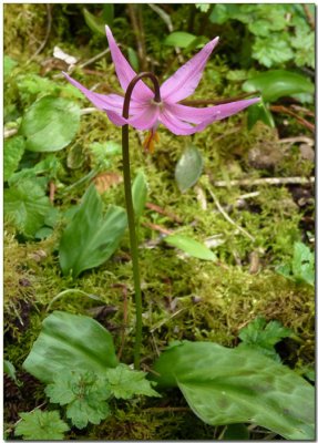 Pink Fawn Lily