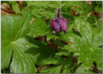 Bleeding Heart