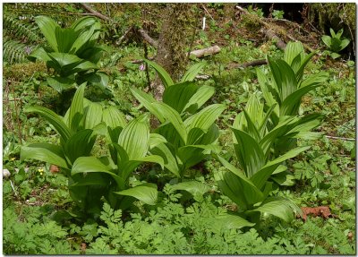 False Hellebore