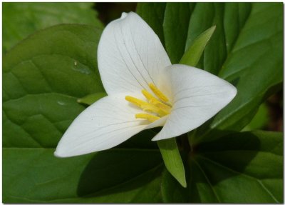 Trillium