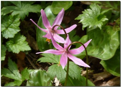 Pink Fawn Lily