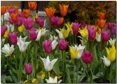 Watercolour Tulips