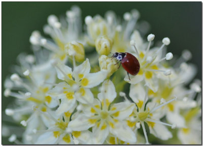 Ladybug on Death Camas