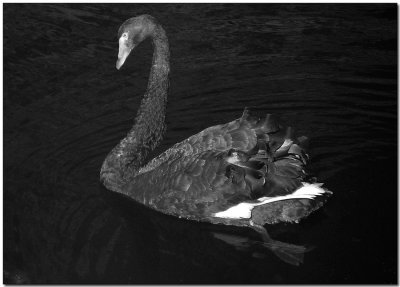Infrared Swan