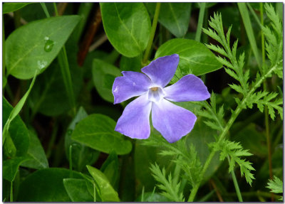 Vinca Major