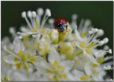 Zygadenus venenosus and the Ladybird