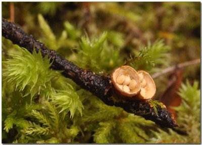 Crucibulum laeve