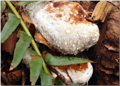 Resinous polypore