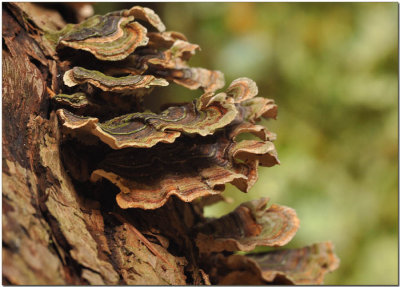 Turkey Tail