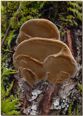 Phellinus pomaceus