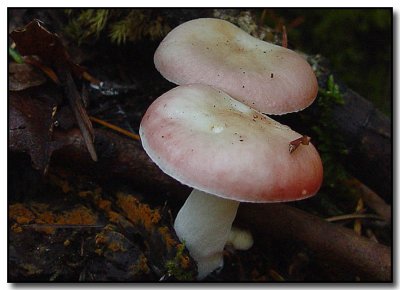 Pink Russula