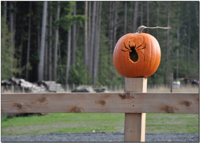 Yikes......a Spider!