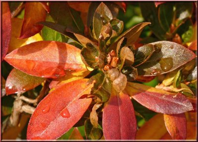 Azalea in Autumn Colour
