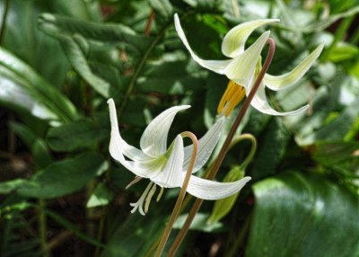 Fawn Lilies