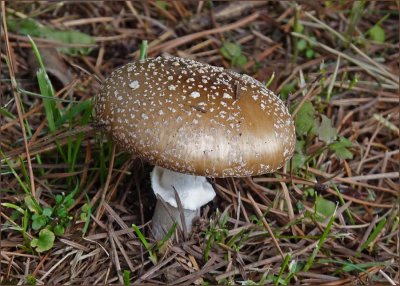 Amanita Pantherina 