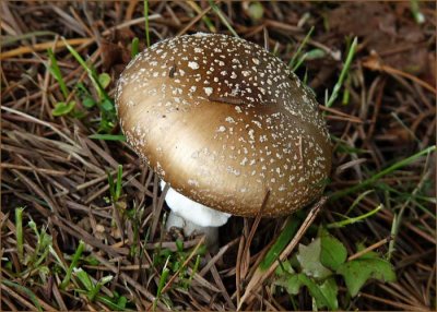 Amanita pantherina