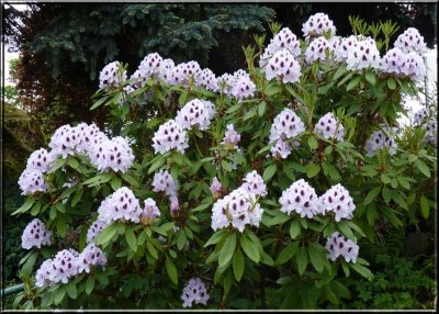 Rhododendrons