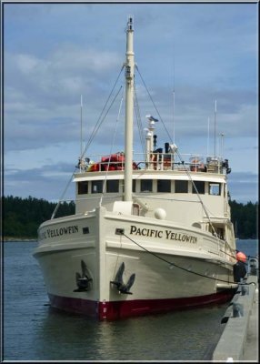 Pacific Yellowfin