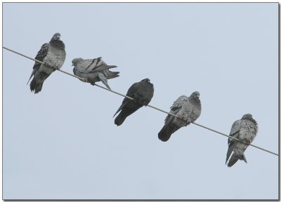 Pigeons on a Wire