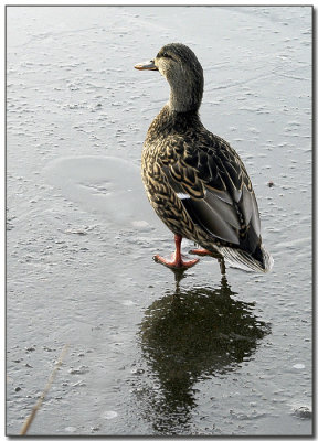 Walking on Water