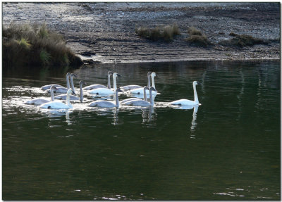Cruising Down the River