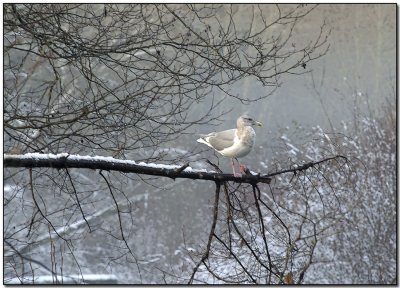Keeping watch on the River