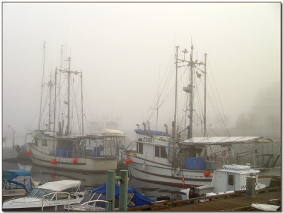 Foggy Morning