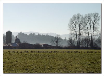 A Gaggle