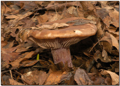 A January Mushroom
