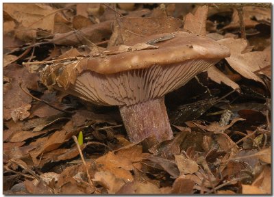 Mushrooms 2008