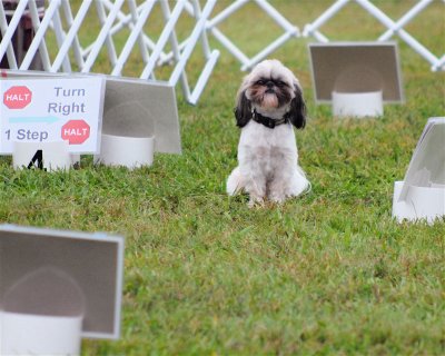 canine_health_events