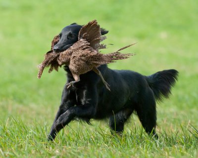 DSC_6975_FlatCoatedRetreiver_Field.jpg