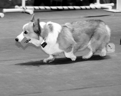 canine_health_events