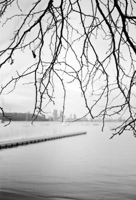 winter branch with city blur