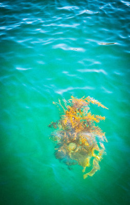 floating seaweed