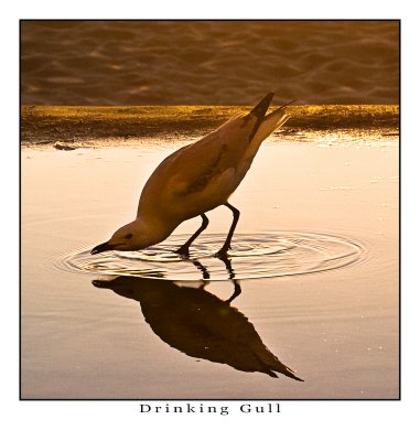 Drinking Gull