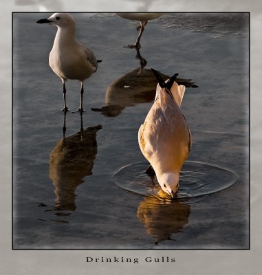 Drinking Gulls