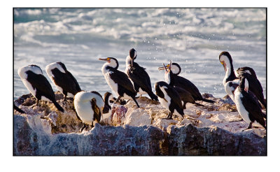 Pied cormorants resting at Trigg Island, Perth Western Australia