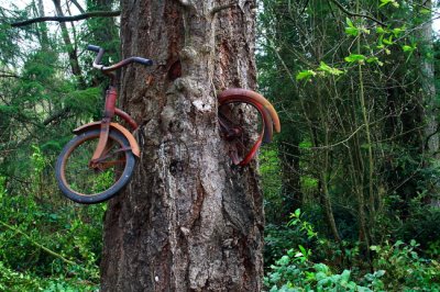 The Bike-Eating Tree